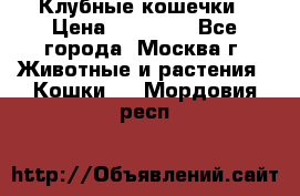 Клубные кошечки › Цена ­ 10 000 - Все города, Москва г. Животные и растения » Кошки   . Мордовия респ.